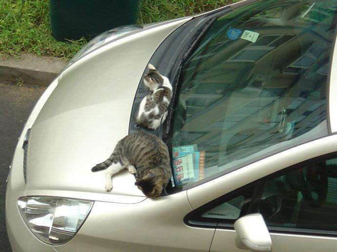 小動物在車上